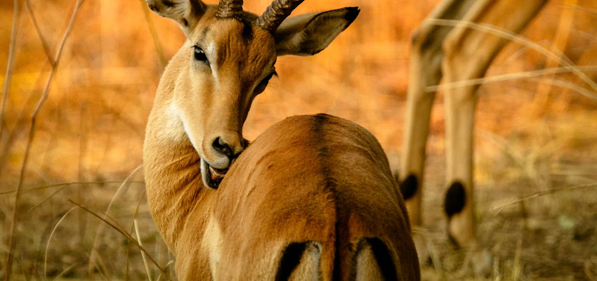 3 Days 2 Nights Masai Mara Safari Package